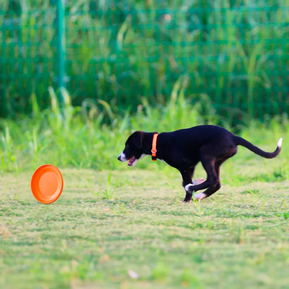 AeroDisc™ – Leichter Wurf-Frisbee für Hunde